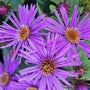 Close-up of Purple Dome Aster purple daisy-like flowers with golden yellow centers