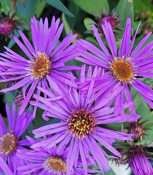 Close-up of Purple Dome Aster purple daisy-like flowers with golden yellow centers