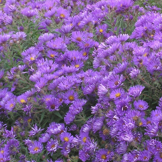 Purple Dome Aster flowers in a native garden