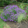 Compact mound of Purple Dome New England Aster blooming heavily in early fall