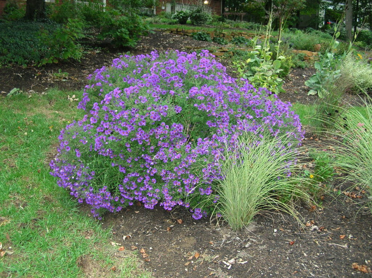 Compact mound of Purple Dome New England Aster blooming heavily in early fall
