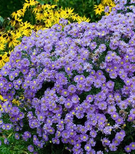 Purple Dome Aster