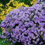 Purple Dome Aster covered in compact purple fall flowers with yellow centers in a sunny perennial border
