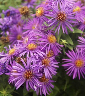 Aster Purple Dome
