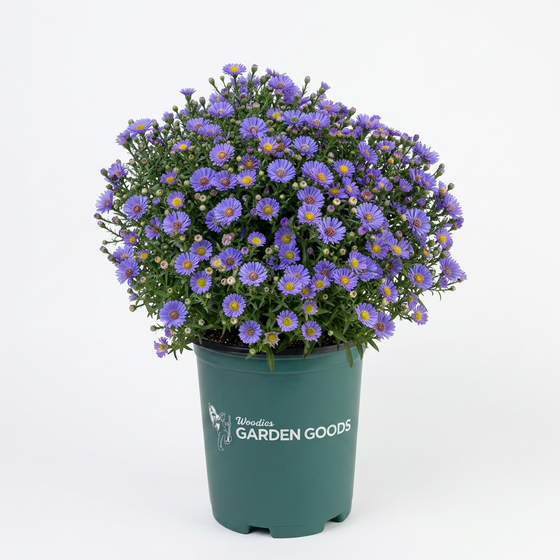 A potted plant of purple aster flowers with green foliage, in a dark green nursery pot branded 'Woodies Garden Goods', photographed against a seamless white background.