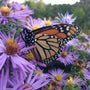 Raydon's Favorite Aster Perennial Blooms Attract Pollinators 