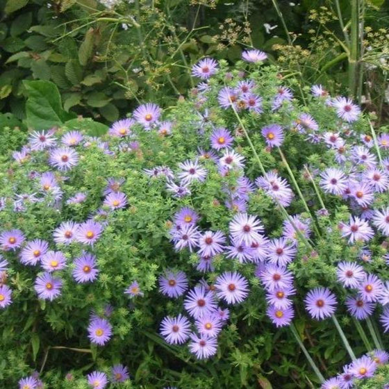 Raydon's Favorite Aster Purple Flowers 