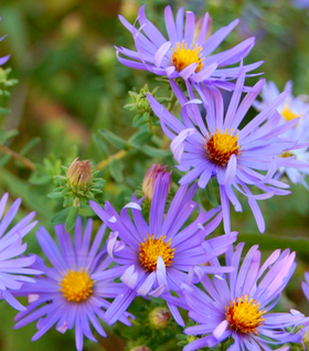 Aster Raydon's Favorite