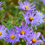Aster Raydon's Favorite Fall Perennial in Full Bloom