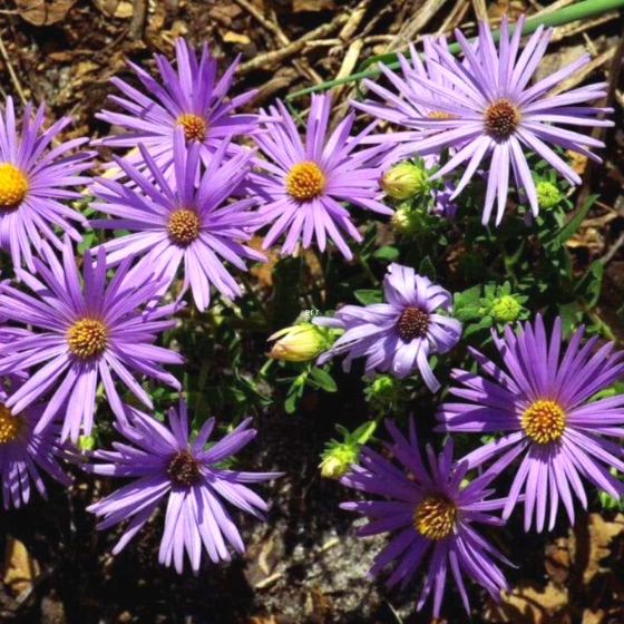Aster Raydon's Favorite fall flowers