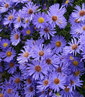 Aster Woods Blue