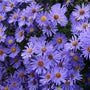 Aster ‘Wood’s Blue’ perennial in full bloom with masses of bright blue flowers in a sunny garden border.