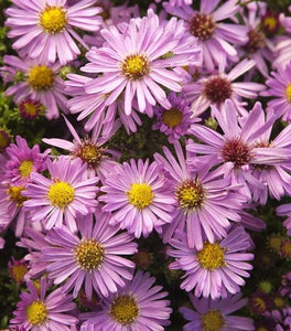 Aster Woods Pink