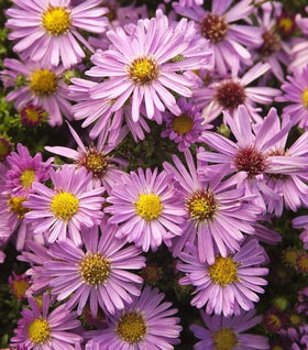 Aster Woods Pink