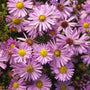A close look at Aster Wood Pink blooms
