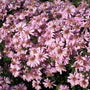 Aster Woods Pink with splendid pink blooms