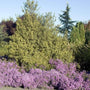 Purple Aster woods perennial planted en masse in a natural landscape