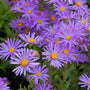Aster Woods Purple with yellow centers