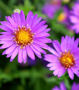 Aster ‘Wood’s Purple’ (Wood’s Purple Aster)