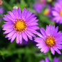 aster woods purple fall blooms