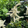 white fluffy blossoms of astilbe deutschland