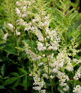 Astilbe Deutschland