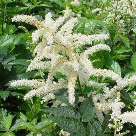 White flowered Astilbe deutschland