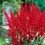 Red Astilbe flowers planted with hostas and ferns in a shade garden
