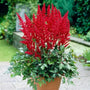 Astilbe Fanal growing in a shaded container with moist soil