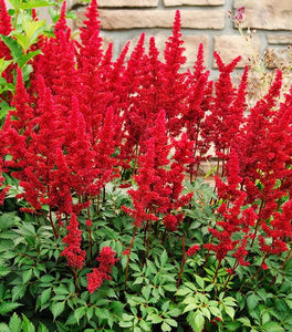 Astilbe Fanal