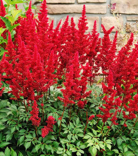 Astilbe Fanal