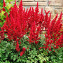 Fanal Astilbe red plumes above fern-like green foliage