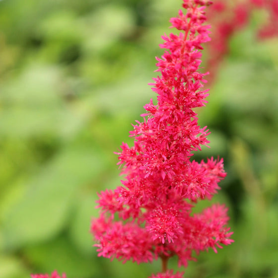 close up of astillbe fanal vibrant pink blooms