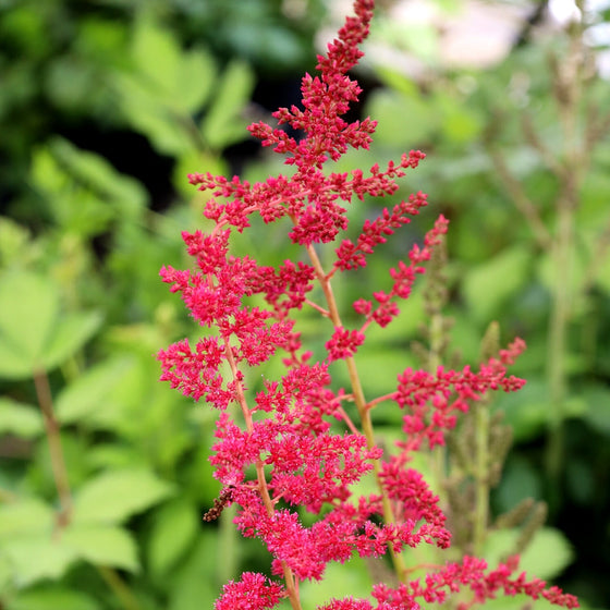 unique pink perennial
