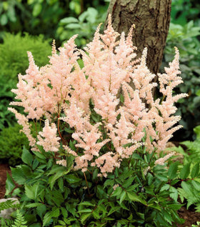 Astilbe Peach Blossom