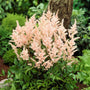 Astilbe japonica Peach Blossom blooming in a woodland shade border