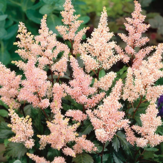 Close-up of Astilbe Peach Blossom plume flowers attracting pollinators