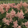 Peach Blossom Astilbe peach-pink plumes above glossy green foliage