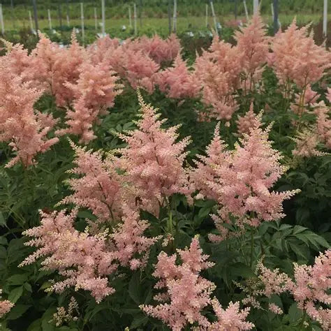 Peach Blossom Astilbe peach-pink plumes above glossy green foliage