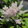 sweet peachy color on astilbe peach blossom