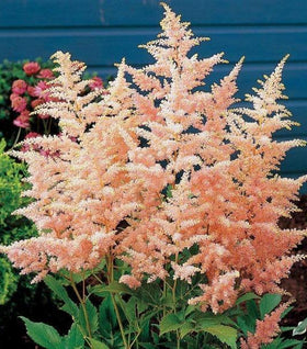 Astilbe Peach Blossom