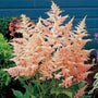 Astilbe Peach Blossom Plants