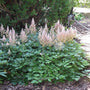 Perennial Astilbe Peach Blossom Plants