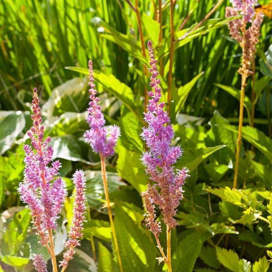 Astilbe Pumila purple flowers with lots of green foliage 