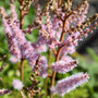 astillbe pumilla in bloom