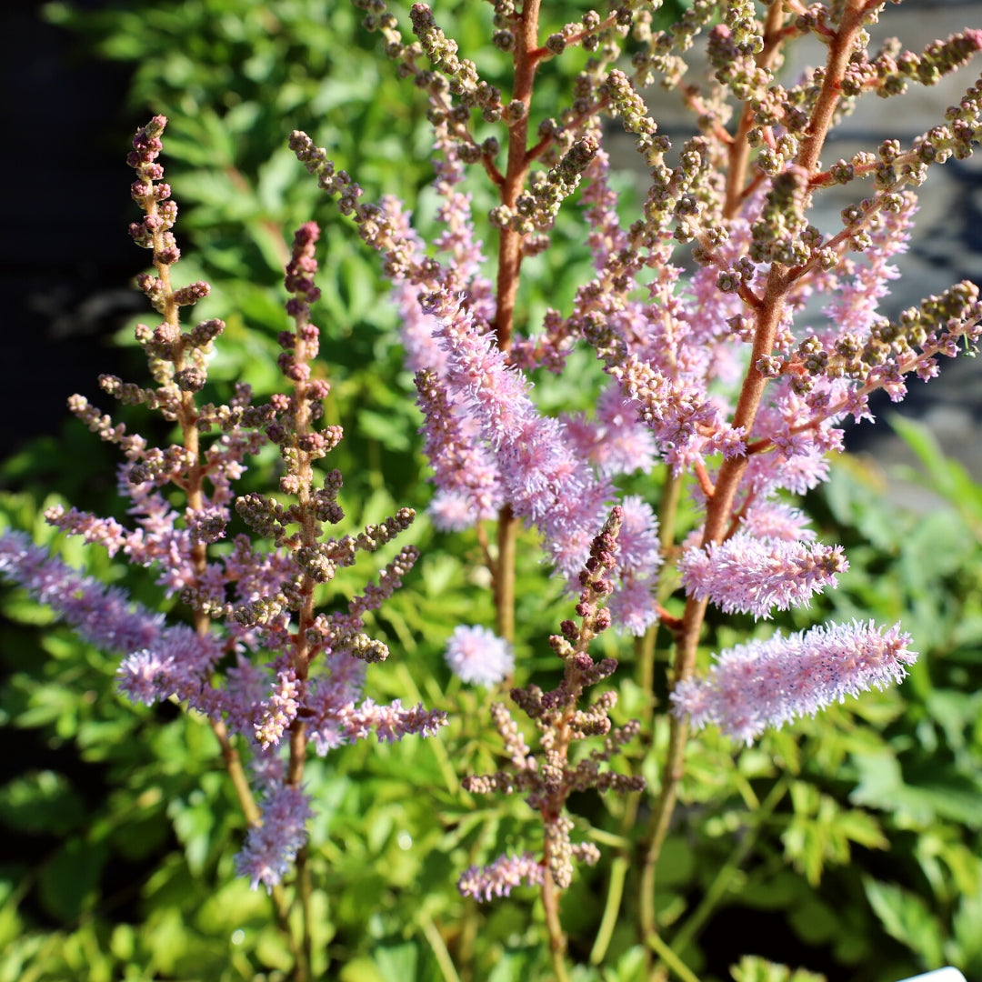 astilbe plant fertilizer Astilbe Pumila