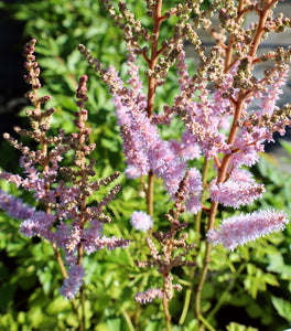 Astilbe Pumila