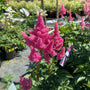 bright fluffy blossoms of rheinland astilbe