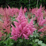 astilbe rheinland has bright pink blooms like cotton candy