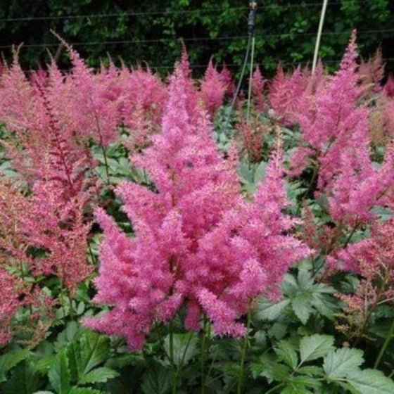 astilbe rheinland has bright pink blooms like cotton candy